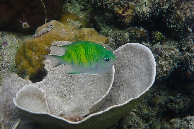 El Nido has the clearest waters which is perfect for snorkelling