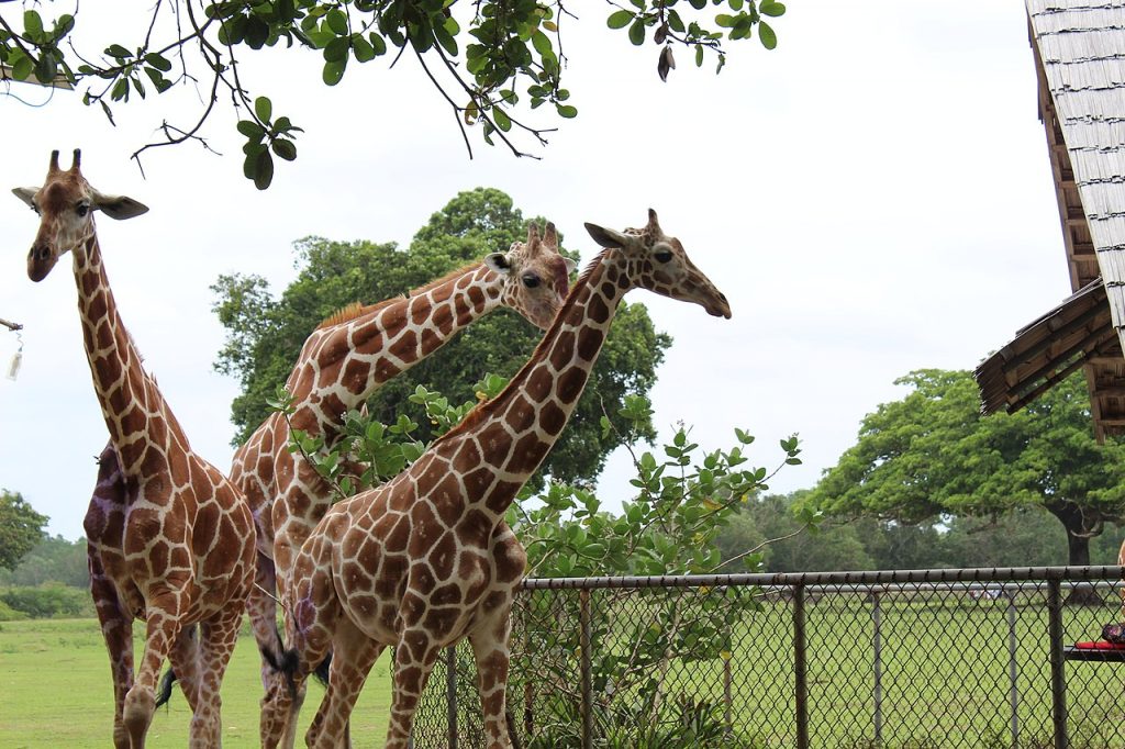 Giraffes at the Calauit Safari Park